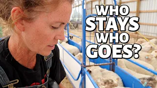 HOW DO I DECIDE?  (Evaluating Ewes to Prepare for Out of Season Breeding):  Vlog 321