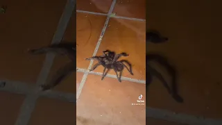 К НАМ В ДОМ ПРИПОЗЛ ТАРАНТУЛ 🕷🕷🕷