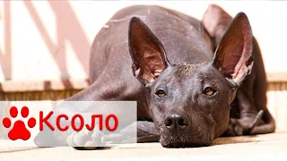 Ксолоитцкуинтли | Мексиканская голая собака - Все о породе