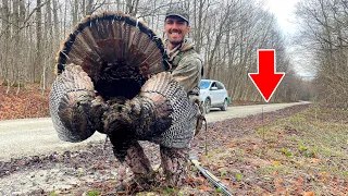 TURKEYS fly down in ROAD!!! - (Vermont Turkey Hunting)