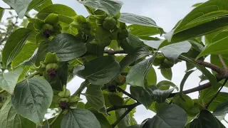 Persimmon trees, fruit set & fruit drop