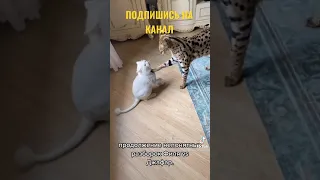 КОТ ЛЕОПАРД ЗАДИРАЕТ КОТЁНКА