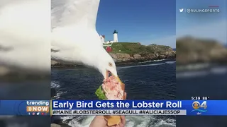 Viral Photo Bomb Shows Seagull Stealing Lobster Roll