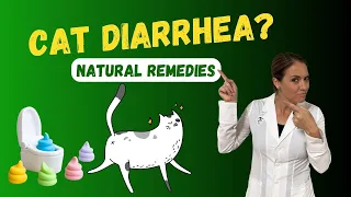 Top Natural Remedies for Cat Diarrhea | Holistic Veterinarian Advice - Dr. Katie Woodley