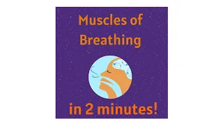 Muscles of Breathing in 2 minutes!