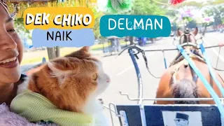 Dek Chiko Naik Delman. funny video, cat, cats, animal, animals, trending, kucing viral, pet pets dog