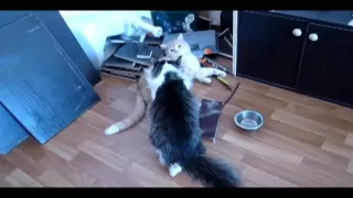 Коты Мортал Комбат =)))/ Mortal Kombat Cat