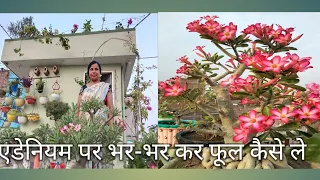 Adenium care tips on May month/एडेनियम पर भर -भर कर फूल कैसे ले