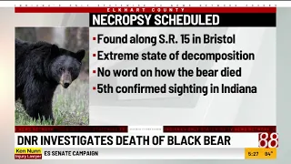 Indiana investigates death of black bear