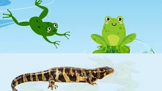 Animaux Qui Vivent Sur La Terre Et Dans l'Eau / Amphibien Pour Enfants #amphibian #amphibiens #frog