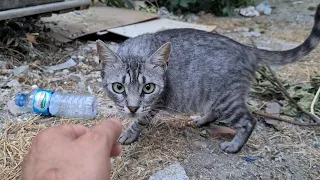 Cute pregnant stray cat is acting very shy.