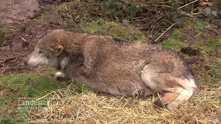 Neue Wölfin für den Bärenpark