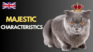 British Shorthair Cats|Characteristics of British Shorthairs|British Shorthair Facts