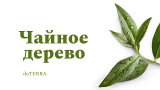 Эфирное масло Чайного дерева от компании DoTerra - лучший натуральный антисептик