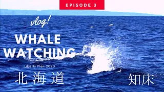 【知床vlog】episode 3 Whale watching -shiretoko Day2-