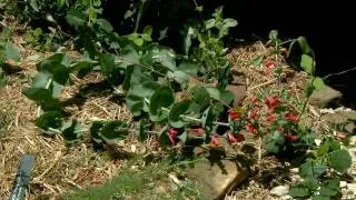 Plants of the Native Splendor Garden