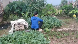 The girl went to visit the garden, she sat and picked fresh, clean green vegetables