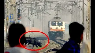 Gatimaan vs Cow | 160kmph Speedy Show | Indian Railways