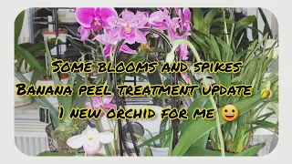 Orchid blooms/spikes/banana peel update/and one new orchid