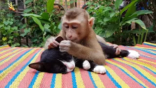 Ohho, Lovely Monkey Koko Helping To Groom And Finding Lice To Kitten | Cute Baby Koko
