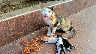 Tied Mom Cat Was Thrown Out With Her Kittens In The Area Without Water