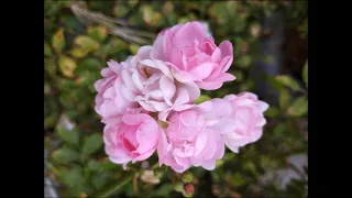 Обзор розы сорта Зе Фэйри. Почвопокровная роза The Fairy на Юге. Review of The Fairy rose variety.