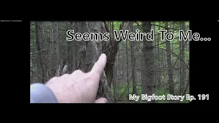 My Bigfoot Story Ep. 191 - Activity Is Ramping Up