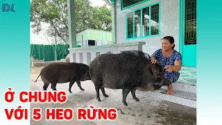 Đàn lợn rừng mê kinh Phật, sống chung nhà với người phụ nữ không chồng - ĐỘC LẠ BÌNH DƯƠNG
