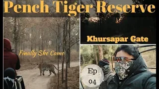Beautiful Tiger In Khursapar Gate | Best Tiger Sighting of Pench Tiger Reserve | Ep 04