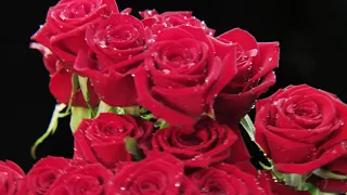 Roses Are Red (My Love) Sung By Gehan Gunasekera