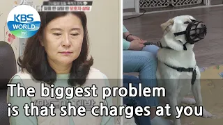 The biggest problem is that she charges at you (Dogs are incredible) | KBS WORLD TV 210428