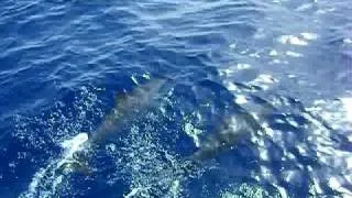 KiteboardingParadise.com - First sighting of dolphins..