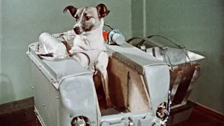 The Tragic Story of the First Dog in Space