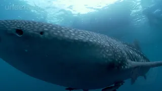 wildlife karma 4K Underwater Indonesia: Marine Biodiversity (UltraHD Nature & Wildlife Sto