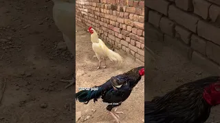 The papa was very angry to the white rooster #youtubeshorts #viralvideo #birds