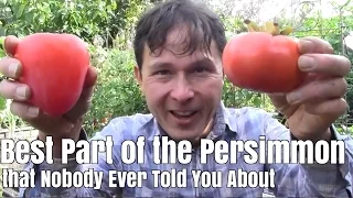 Best Part of the Persimmon Fruit that Nobody Ever Told You About