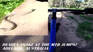 Deadly Snake At The MTB Jumps! Adelaide, Australia