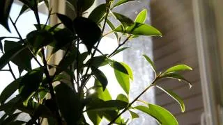 Vibrating Plant Leaves