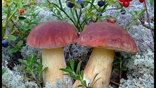 Білі гриби в Карпатах 2020 .Осінній сезон грибів  підходить до кінця