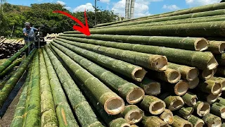 Il Bambù È La Pianta Più Incredibile Del Mondo!