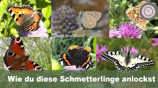 Wie dein Garten ein SCHMETTERLINGSGARTEN wird, mit diesen Pflanzen lockst du Schmetterlinge an!!!