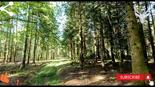 Super séjour de chasse aux Grands Gibiers en Meurthe et Moselle et Vosges