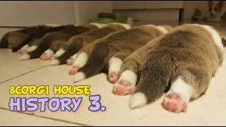 8 Corgi House History Ep3. A cute routine that sleeps well, eats well, poops well, and gets praised😉