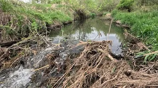 “BEAVERS WITNESSES THEIR APOCALYPSE” Beaver Dam Removal