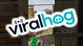 Poor Waffles the Donkey is Boarded Out of Job Site || ViralHog