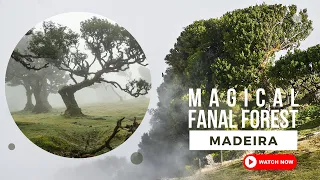Magical Fanal Forest - Madeira
