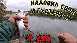 Вот это рыбалка!Густера и сопа на Суре!