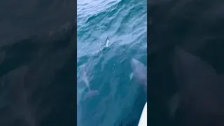 Дельфины в Черном море