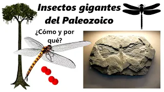 Insectos gigantes del Paleozoico. ¿Cómo y por qué?