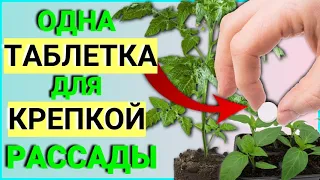 Рассада ЗЕЛЕНЕЕТ и растет НА ГЛАЗАХ! Всего одна таблетка на пол-литра воды! Результат впечатляет!